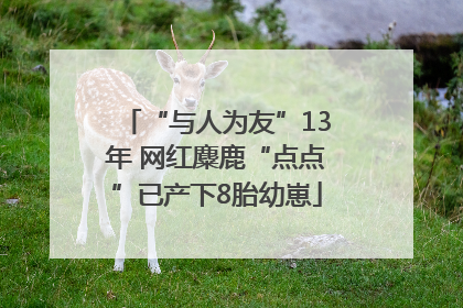 “与人为友”13年 网红麋鹿“点点”已产下8胎幼崽