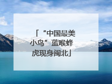 “中国最美小鸟”蓝喉蜂虎现身闽北