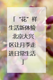 “花”样生活新体验 北京大兴区让月季走进日常生活