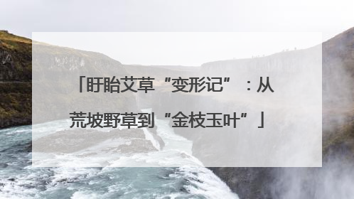 盱眙艾草“变形记”：从荒坡野草到“金枝玉叶”