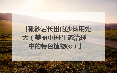 砒砂岩长出的沙棘用处大（美丽中国·生态治理中的特色植物③）