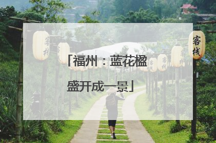 福州：蓝花楹盛开成一景