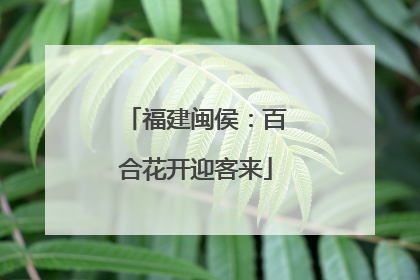 福建闽侯：百合花开迎客来