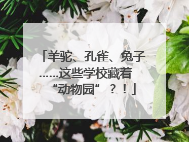 羊驼、孔雀、兔子……这些学校藏着 “动物园”？！