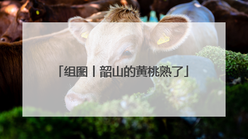 组图丨韶山的黄桃熟了