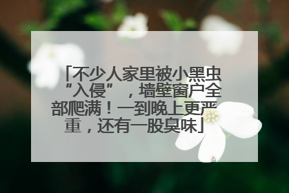 不少人家里被小黑虫“入侵”，墙壁窗户全部爬满！一到晚上更严重，还有一股臭味