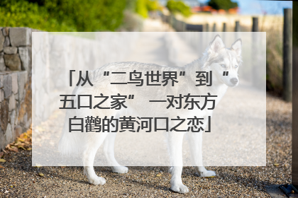 从“二鸟世界”到“五口之家” 一对东方白鹳的黄河口之恋