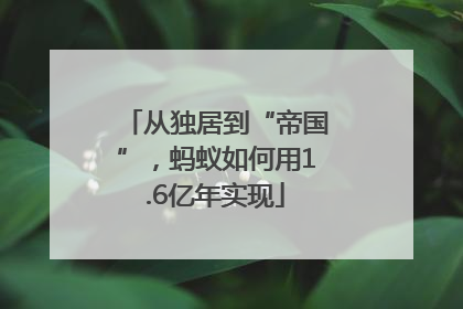 从独居到“帝国”，蚂蚁如何用1.6亿年实现