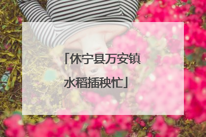 休宁县万安镇水稻插秧忙