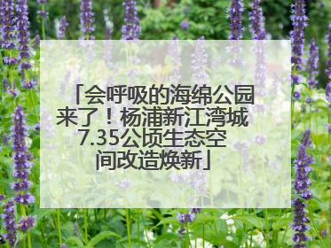 会呼吸的海绵公园来了！杨浦新江湾城7.35公顷生态空间改造焕新
