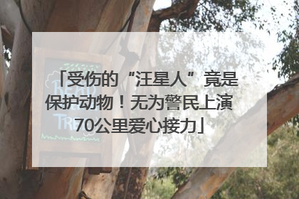 受伤的“汪星人”竟是保护动物！无为警民上演70公里爱心接力