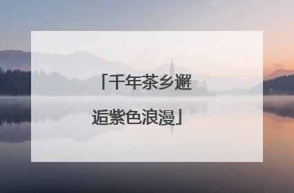 千年茶乡邂逅紫色浪漫