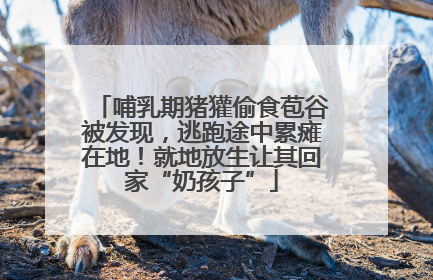 哺乳期猪獾偷食苞谷被发现，逃跑途中累瘫在地！就地放生让其回家“奶孩子”