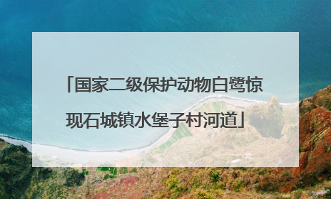 国家二级保护动物白鹭惊现石城镇水堡子村河道