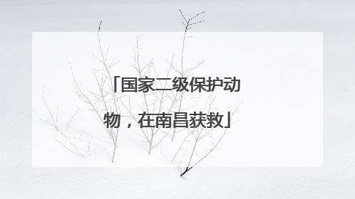 国家二级保护动物，在南昌获救