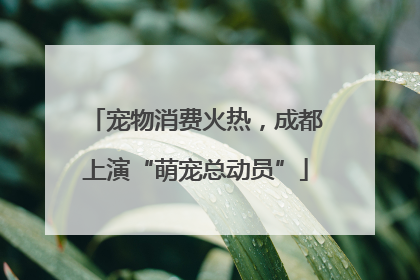 宠物消费火热，成都上演“萌宠总动员”