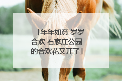 年年如意 岁岁合欢 石家庄公园的合欢花又开了