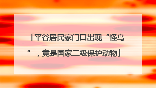 平谷居民家门口出现“怪鸟”，竟是国家二级保护动物
