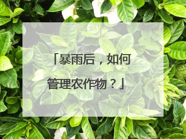 暴雨后，如何管理农作物？