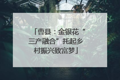 曹县：金银花“三产融合”托起乡村振兴致富梦