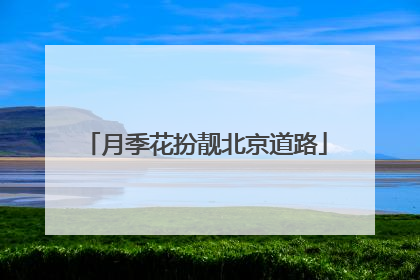 月季花扮靓北京道路