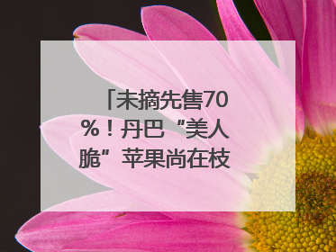 未摘先售70%！丹巴“美人脆”苹果尚在枝头就被预订｜长征路上看四川