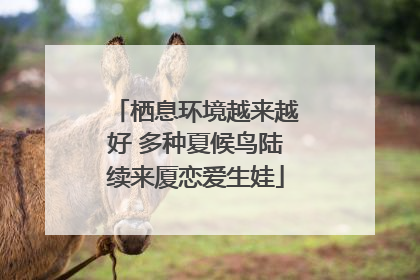 栖息环境越来越好 多种夏候鸟陆续来厦恋爱生娃
