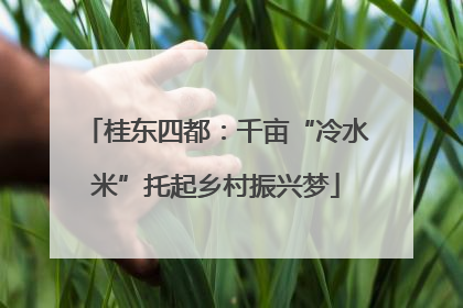 桂东四都：千亩“冷水米”托起乡村振兴梦