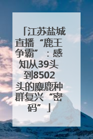 江苏盐城直播“鹿王争霸”：感知从39头到8502头的麋鹿种群复兴“密码”