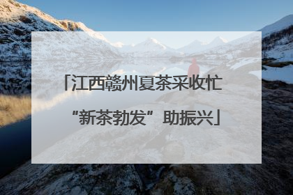 江西赣州夏茶采收忙 “新茶勃发”助振兴
