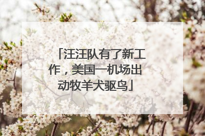 汪汪队有了新工作，美国一机场出动牧羊犬驱鸟
