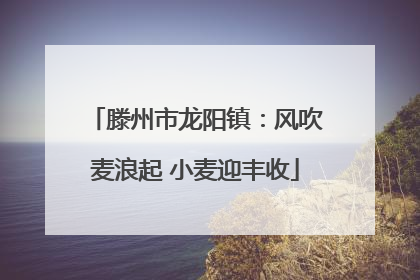 滕州市龙阳镇：风吹麦浪起 小麦迎丰收