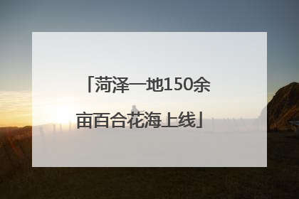 菏泽一地150余亩百合花海上线