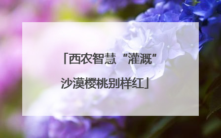 西农智慧“灌溉” 沙漠樱桃别样红
