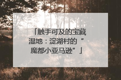 触手可及的宝藏湿地：淀湖村的“魔都小亚马逊”