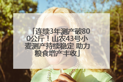 连续3年测产破800公斤！山农43号小麦测产持续稳定 助力粮食增产丰收