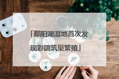 鄱阳湖湿地首次发现彩鹮筑巢繁殖