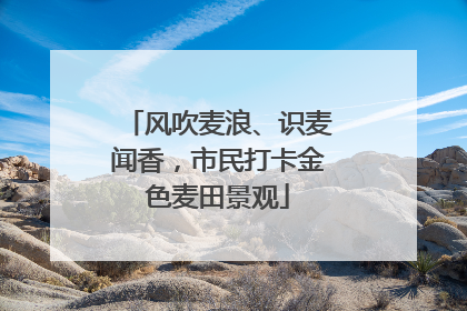 风吹麦浪、识麦闻香，市民打卡金色麦田景观