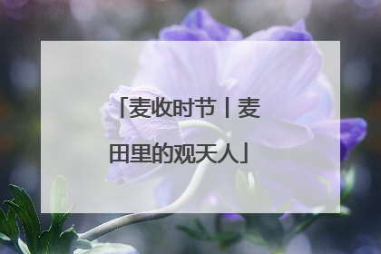 麦收时节丨麦田里的观天人
