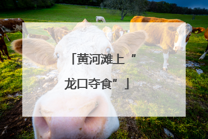 黄河滩上“龙口夺食”